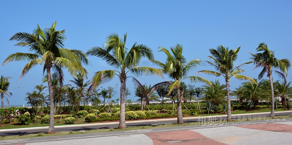 新埠島國(guó)際游艇碼頭→白沙門公園→世紀(jì)大橋→萬(wàn)綠園→秀英港→西海岸會(huì)展中心